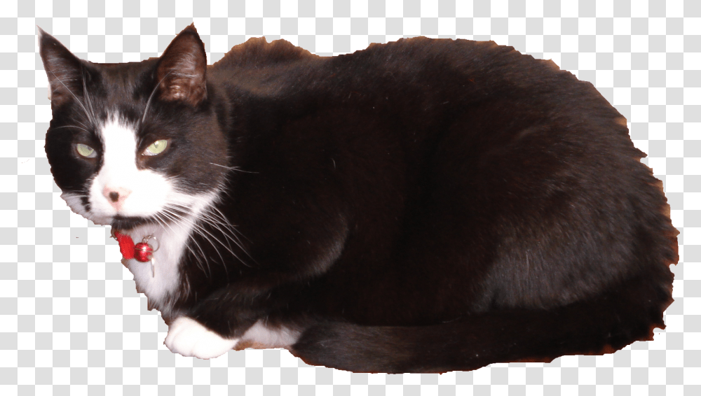 Domestic Short Haired Cat, Pet, Mammal, Animal, Manx Transparent Png