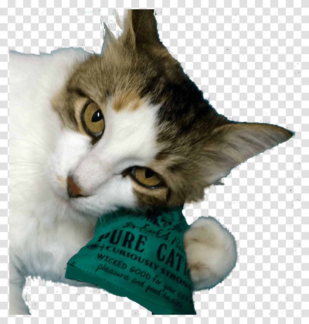 Domestic Short Haired Cat, Pet, Mammal, Animal, Manx Transparent Png