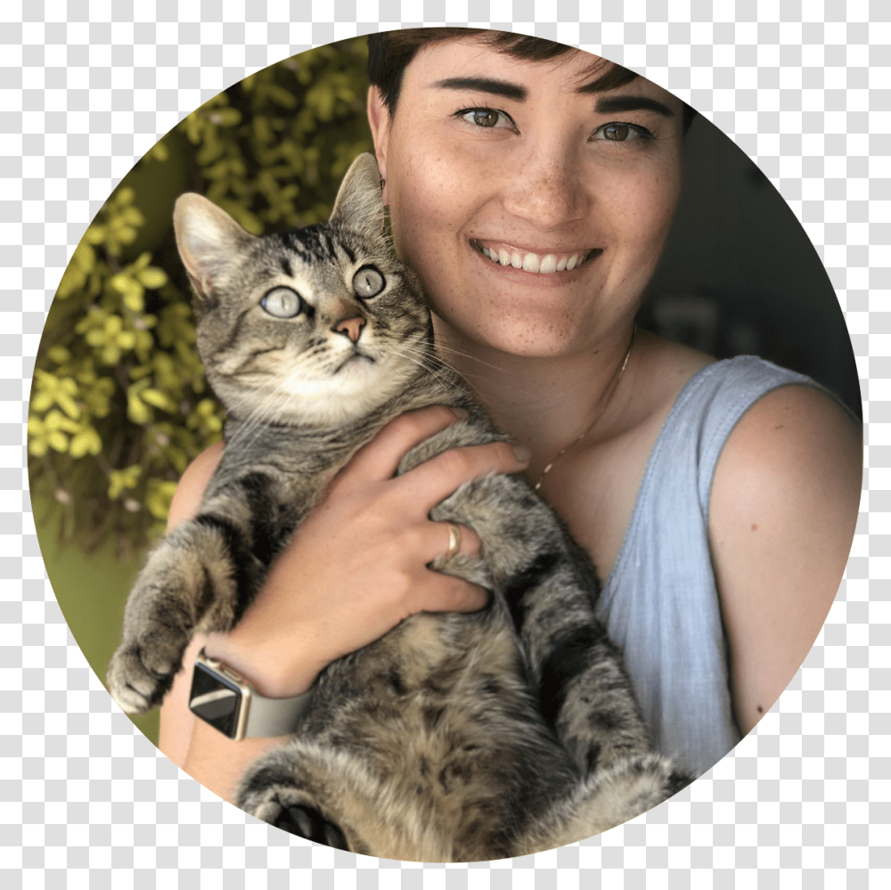 Domestic Short Haired Cat, Pet, Mammal, Animal, Person Transparent Png