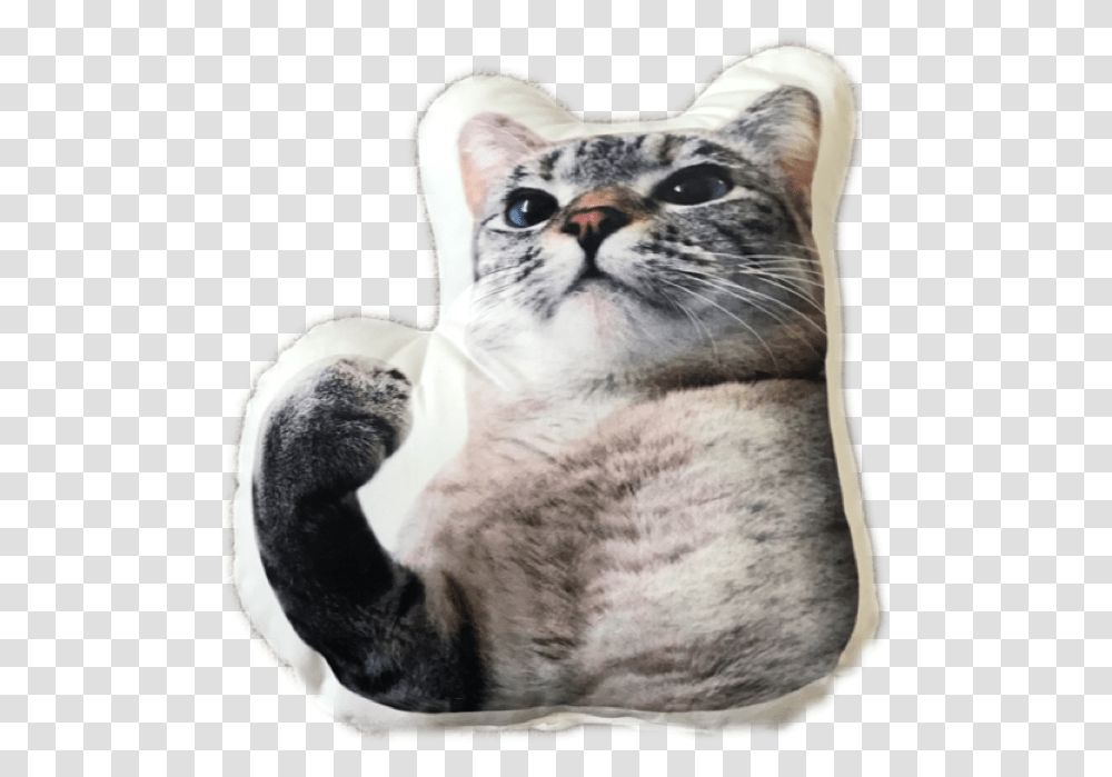 Domestic Short Haired Cat, Pet, Mammal, Animal, Siamese Transparent Png