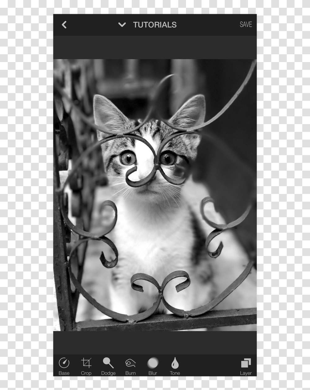 Domestic Short Haired Cat, Pet, Mammal, Animal Transparent Png