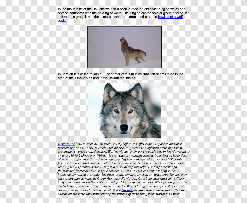 Domestication Syndrome In Humans, Wolf, Mammal, Animal, Dog Transparent Png