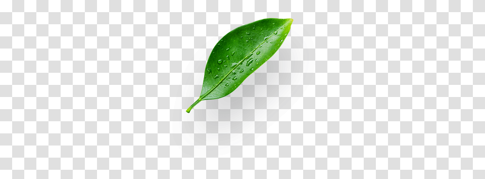 Don Limn Houseplant, Leaf, Green, Aloe, Sprout Transparent Png