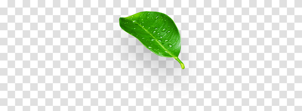 Don Limn Orange Tree Leaf, Plant, Green, Aloe, Droplet Transparent Png