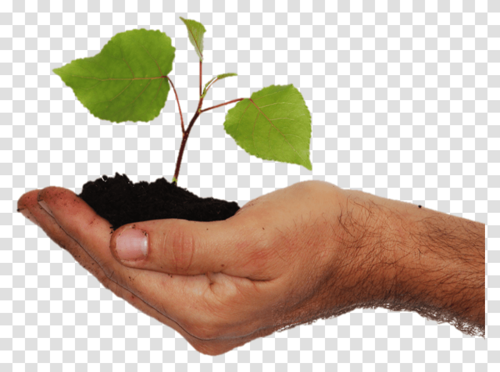 Don Planifies Vitis, Soil, Plant, Hand, Person Transparent Png