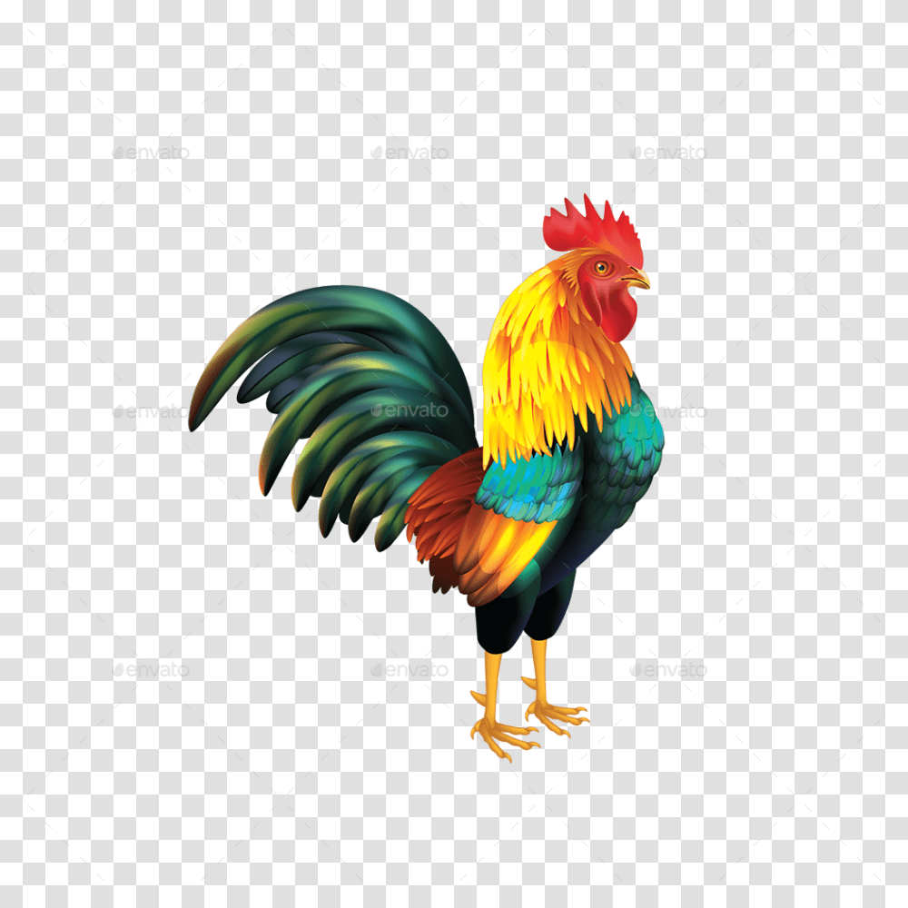 Don't Be A Cock Sucker, Chicken, Poultry, Fowl, Bird Transparent Png