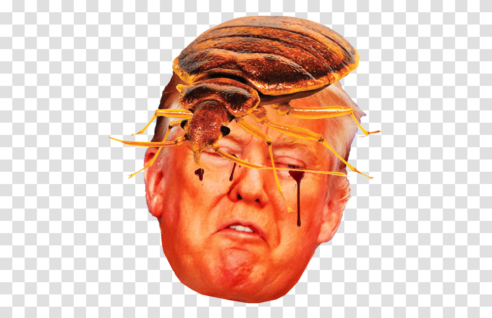 Donald Trump Cartoon Faces, Person, Human, Insect, Invertebrate Transparent Png