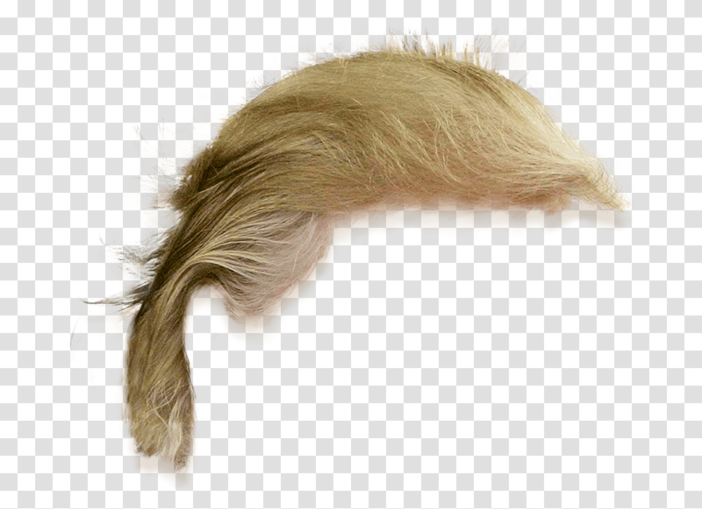 Donald Trump Hair 2 Image Donald Trump Hair, Bird, Animal, Fractal, Pattern Transparent Png