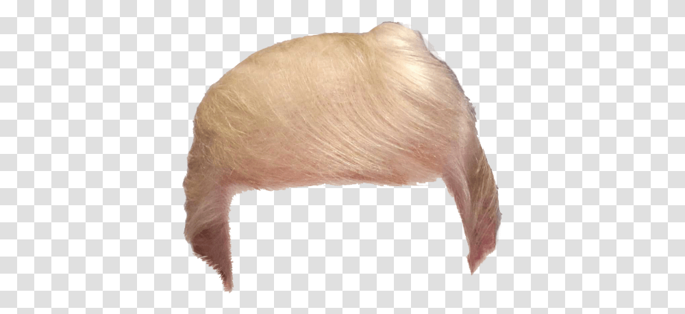Donald Trump Hair 5 Trump Hair, Animal, Bird, Fungus Transparent Png