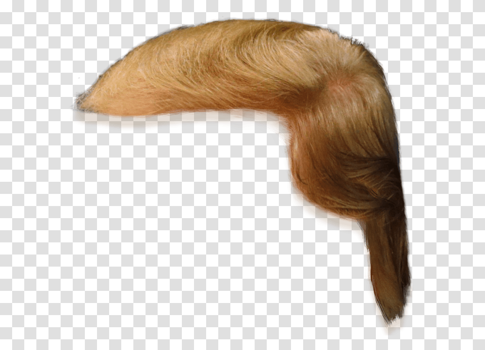 Donald Trump Hair Only, Animal, Bird, Ear, Beak Transparent Png