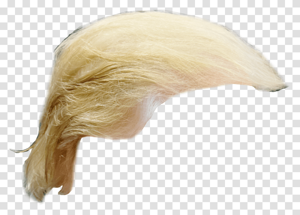 Donald Trump Hair, Plastic Wrap, Bird, Animal, Fungus Transparent Png