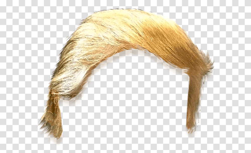 Donald Trumps Hair, Animal, Mammal, Wildlife, Anteater Transparent Png