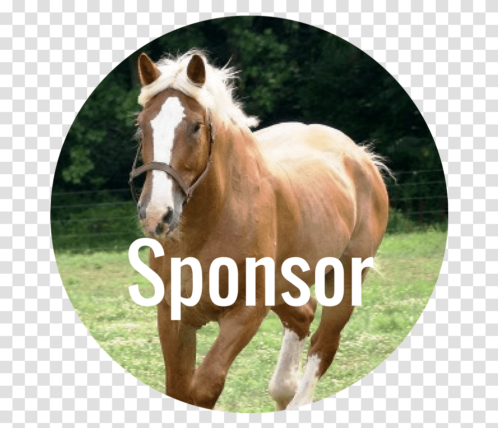 Donate Now Stallion, Horse, Mammal, Animal, Colt Horse Transparent Png