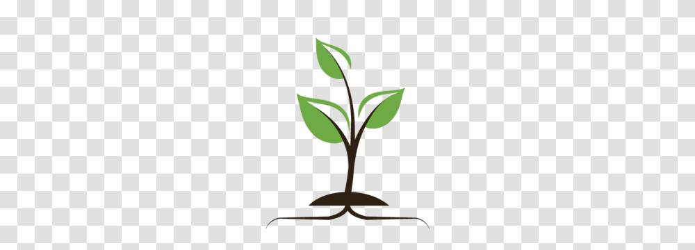 Donate, Plant, Sprout, Leaf, Flower Transparent Png