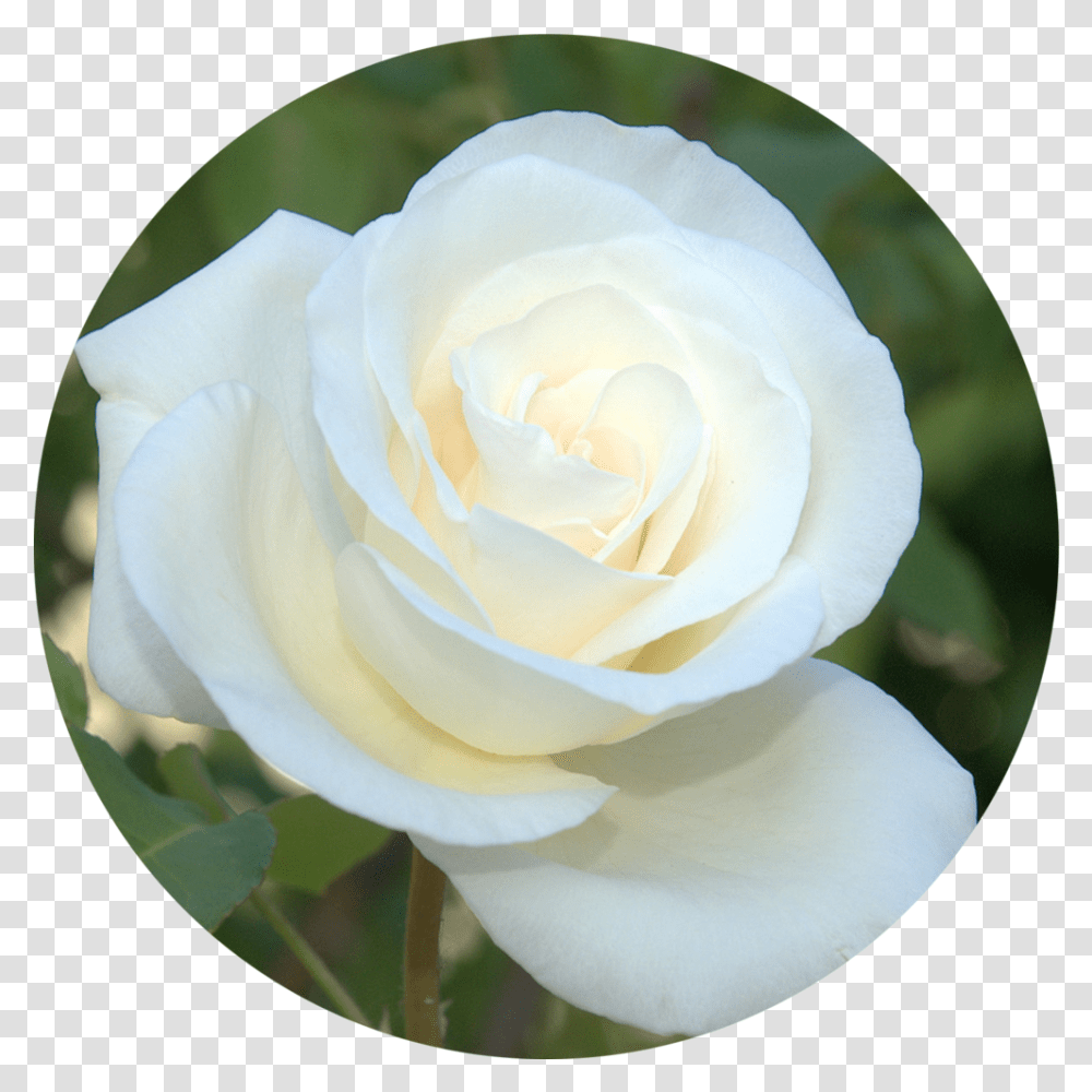 Donate The White Rose Foundation White Rose In A Circle, Flower, Plant, Blossom, Petal Transparent Png