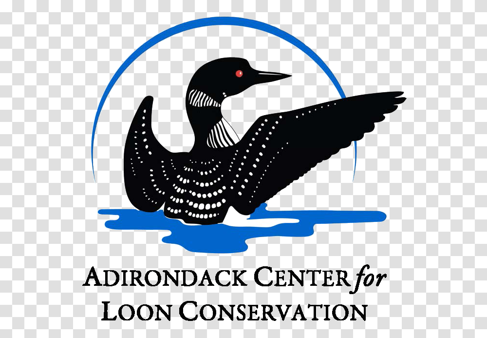 Donate Your Car To Charity Nonprofits Loon Logo, Animal, Bird, Waterfowl, Blackbird Transparent Png