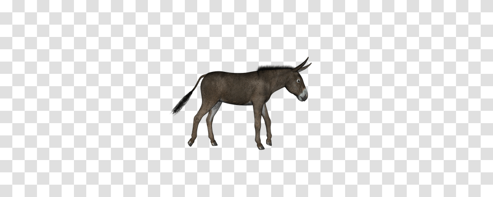 Donkey Animals, Antelope, Wildlife, Mammal Transparent Png