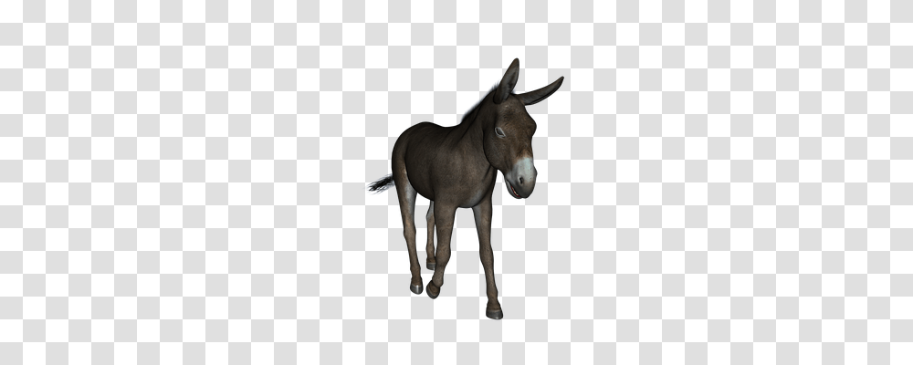 Donkey Animals, Horse, Mammal, Foal Transparent Png