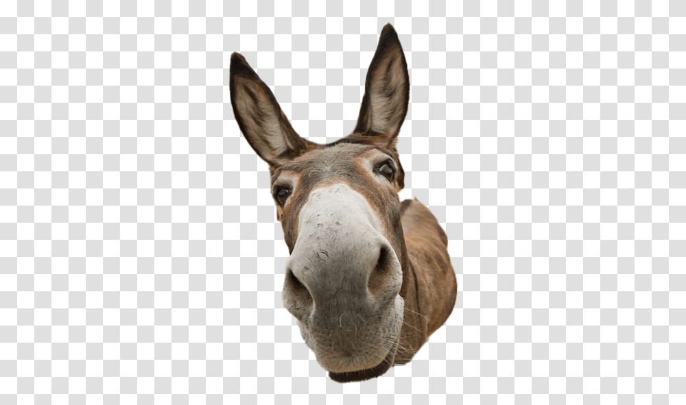 Donkey Animal Image Did You Say Friday, Mammal Transparent Png