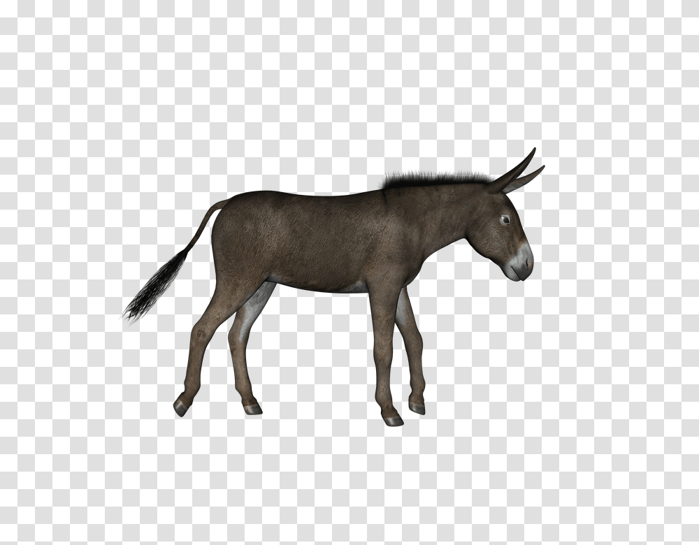 Donkey, Animals, Antelope, Wildlife, Mammal Transparent Png