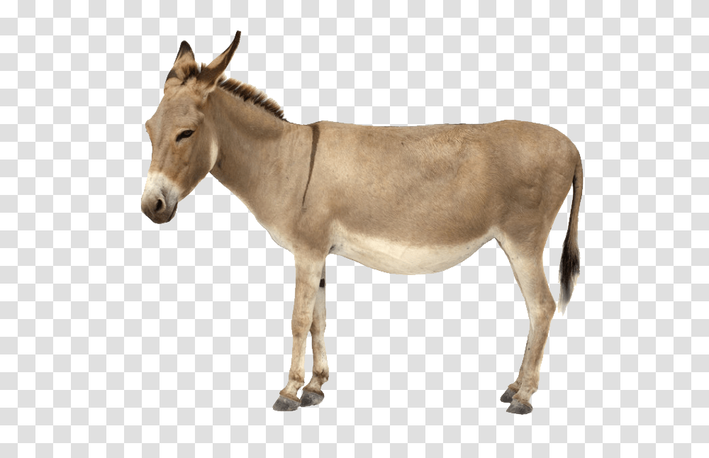 Donkey, Animals, Horse, Mammal, Antelope Transparent Png