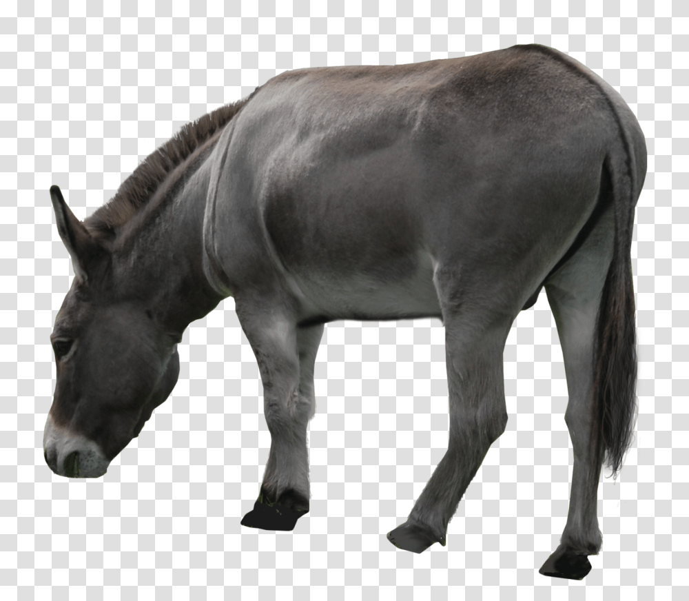 Donkey, Animals, Horse, Mammal, Bull Transparent Png
