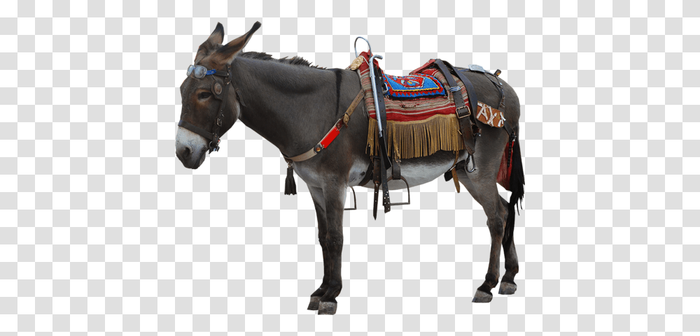 Donkey, Animals, Horse, Mammal, Saddle Transparent Png