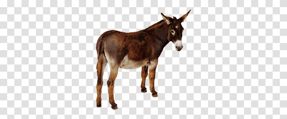 Donkey, Animals, Horse, Mammal Transparent Png