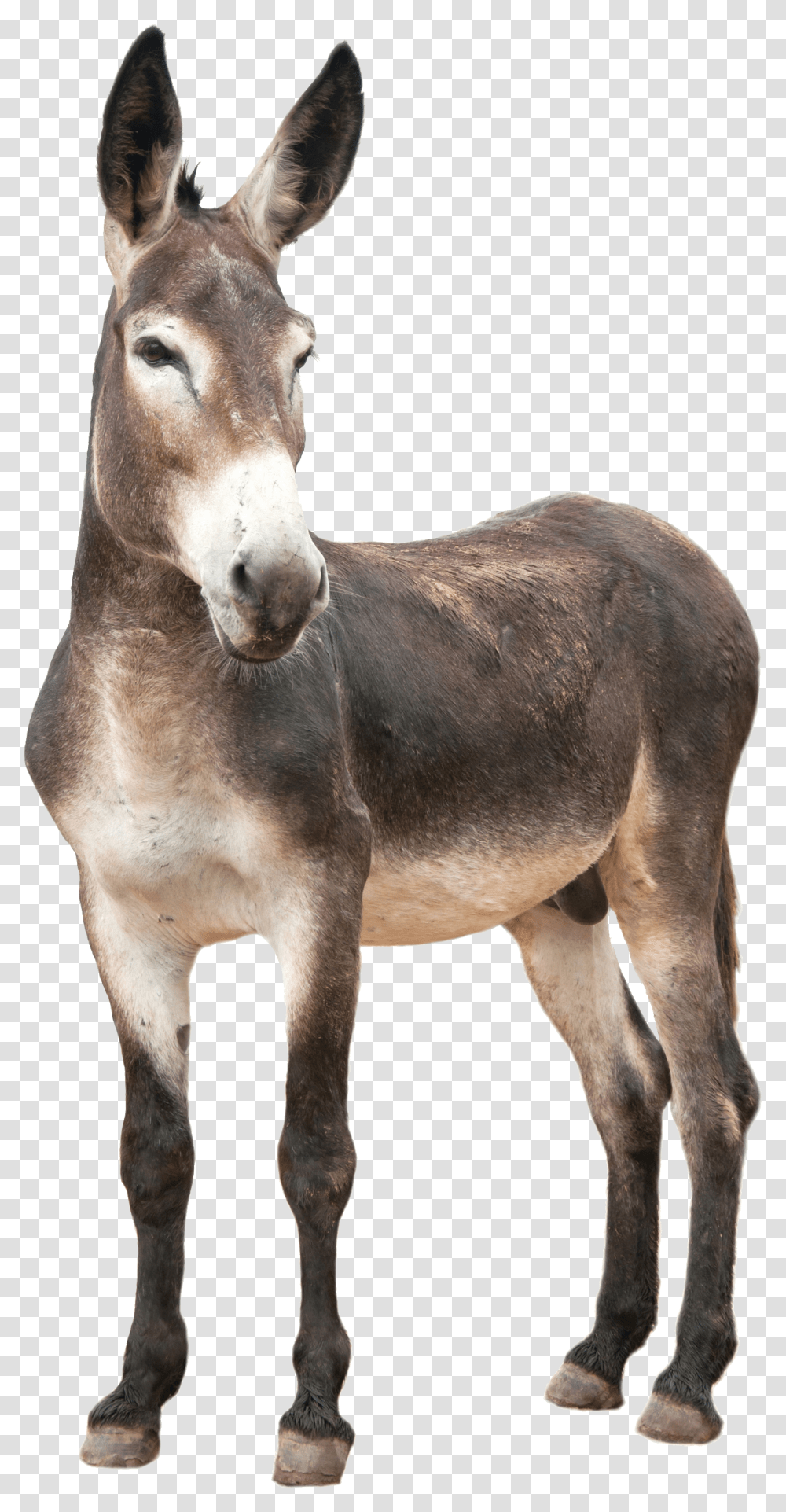 Donkey, Animals, Horse, Mammal Transparent Png