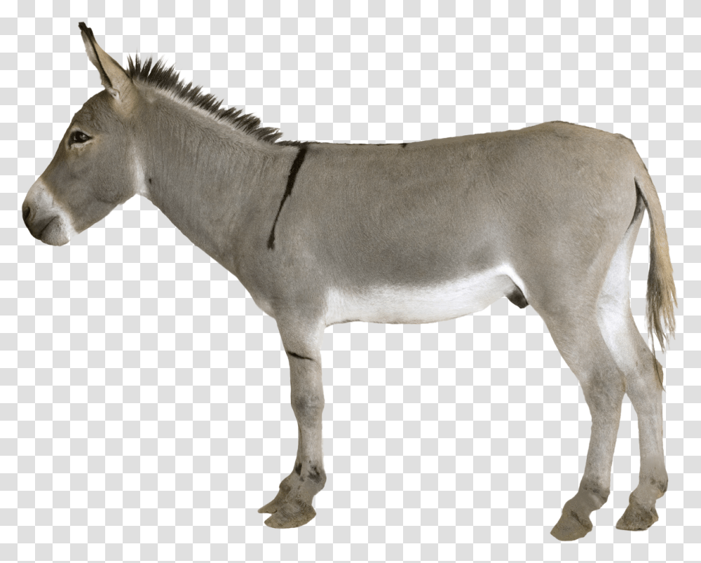 Donkey, Animals, Horse, Mammal Transparent Png