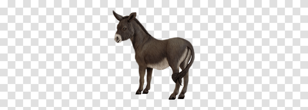 Donkey, Animals, Mammal, Antelope, Wildlife Transparent Png