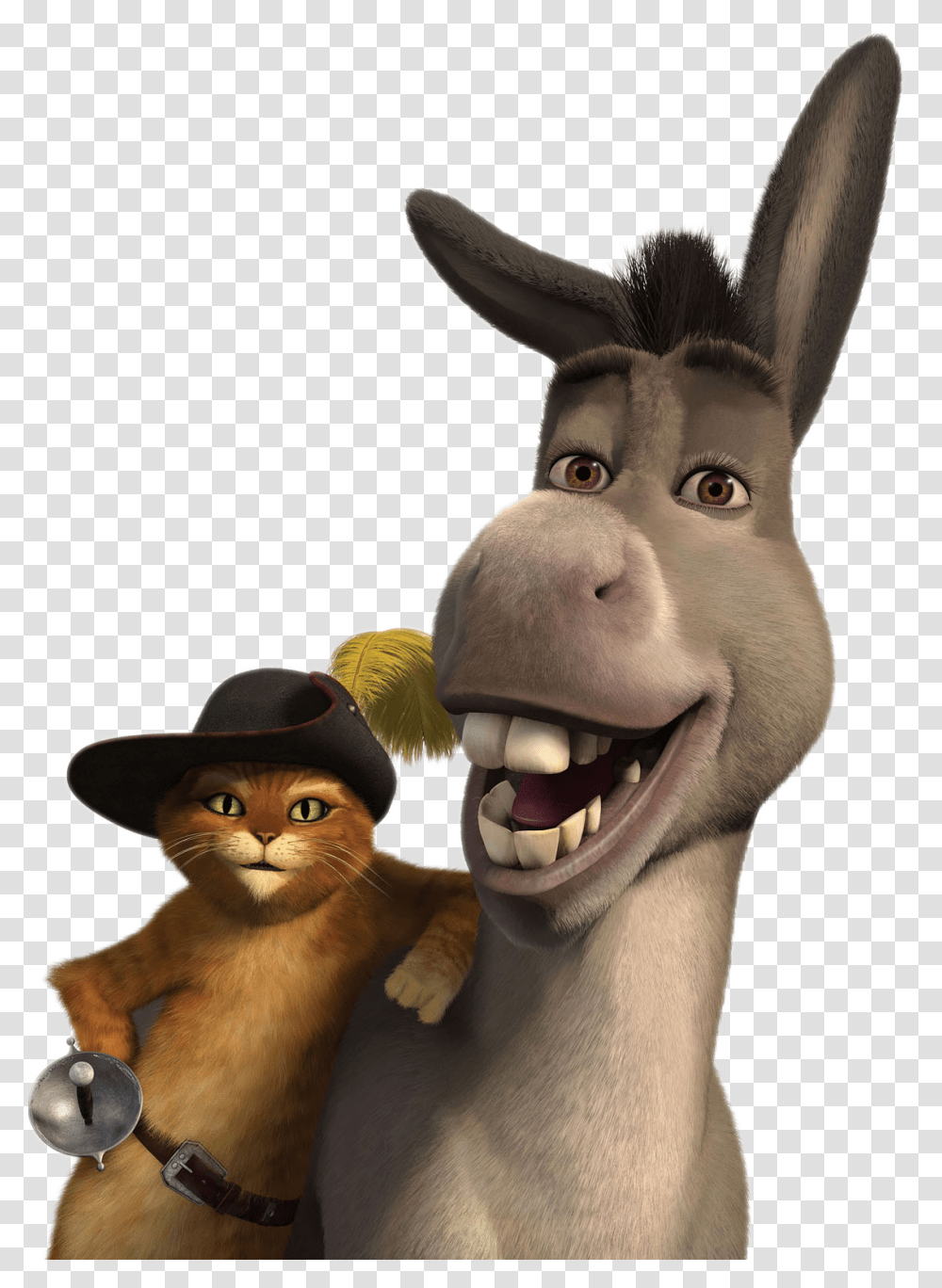 Donkey, Animals, Mammal, Cat, Pet Transparent Png