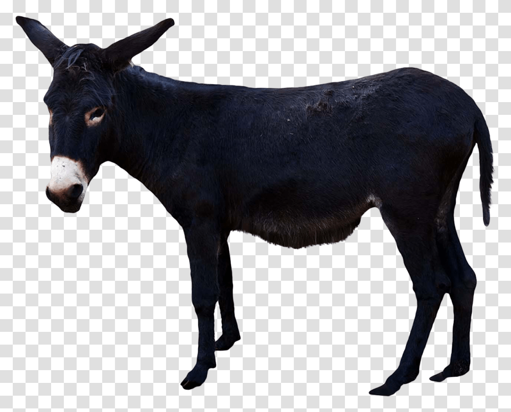 Donkey, Animals, Mammal, Cow, Cattle Transparent Png