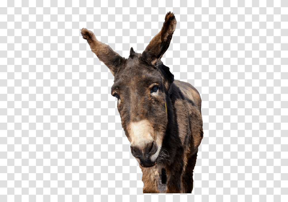 Donkey, Animals, Mammal, Giraffe, Wildlife Transparent Png