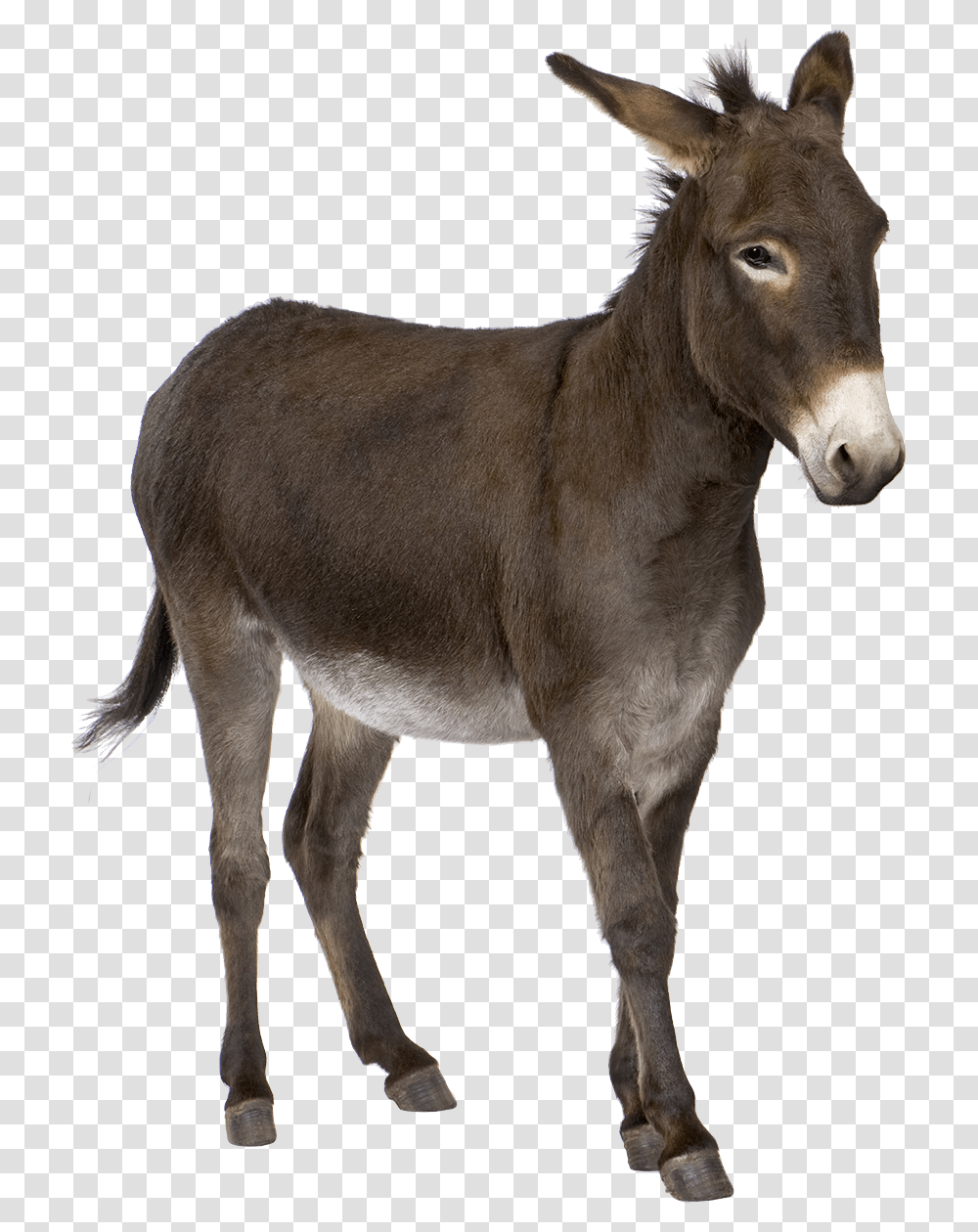 Donkey, Animals, Mammal, Horse, Antelope Transparent Png