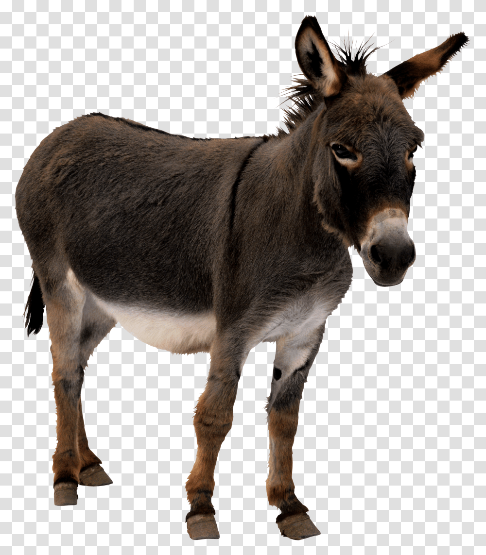 Donkey, Animals, Mammal, Horse, Antelope Transparent Png