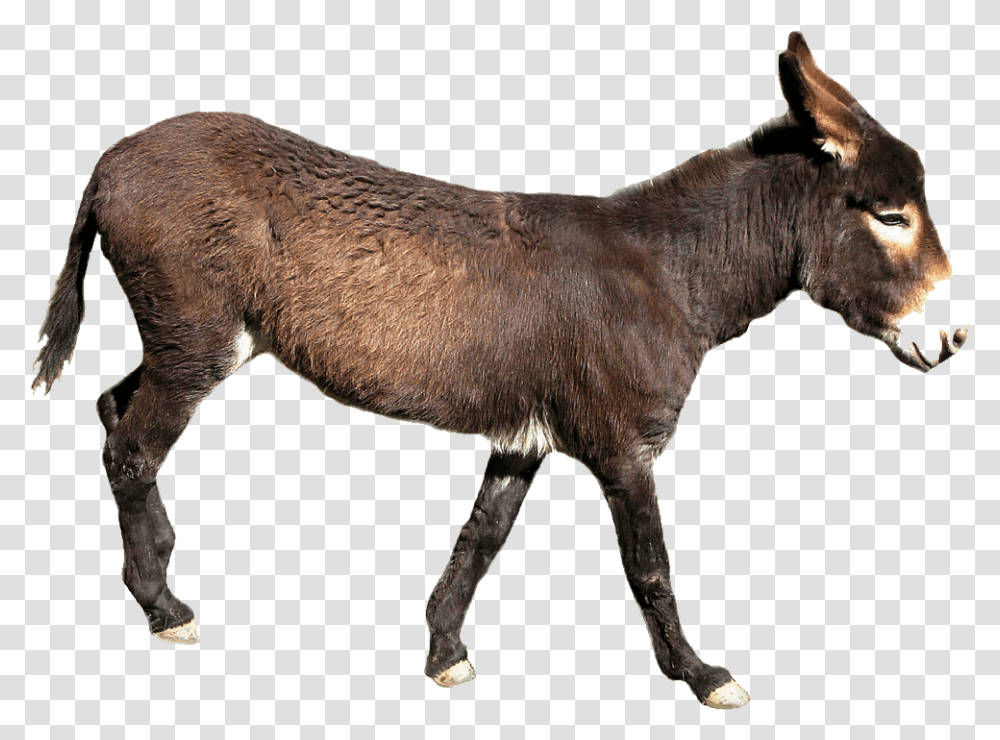 Donkey, Animals, Mammal, Horse, Dog Transparent Png