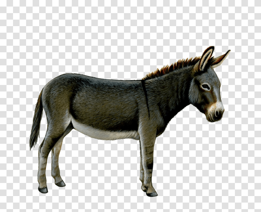 Donkey, Animals, Mammal, Horse, Dog Transparent Png