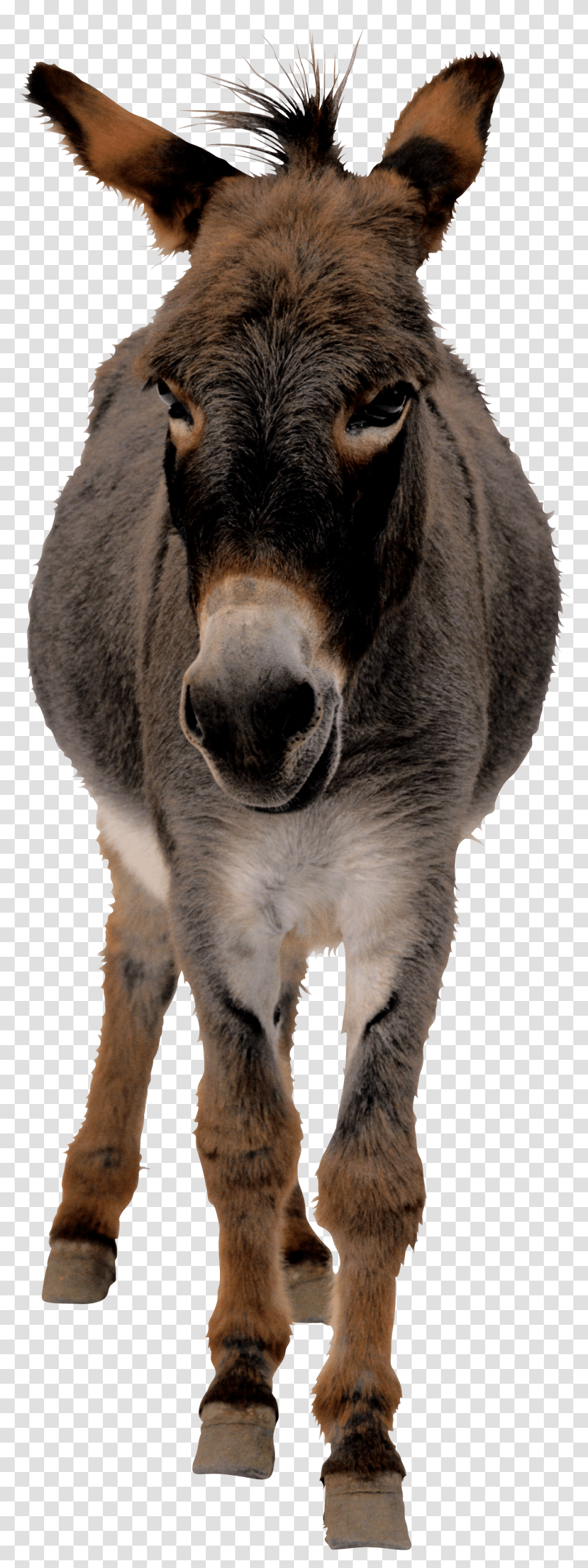 Donkey, Animals, Mammal, Horse, Dog Transparent Png