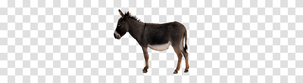 Donkey, Animals, Mammal, Horse Transparent Png