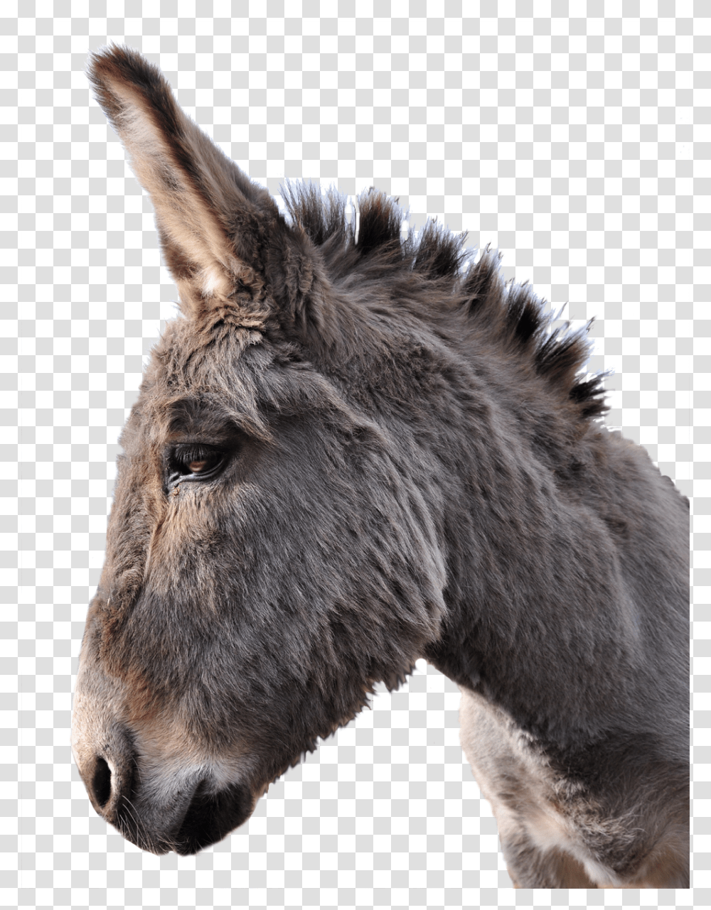 Donkey, Animals, Mammal, Horse Transparent Png