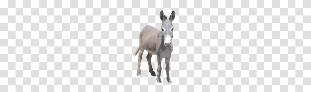 Donkey, Animals, Mammal, Horse Transparent Png