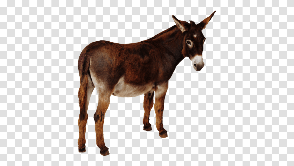 Donkey, Animals, Mammal, Horse Transparent Png