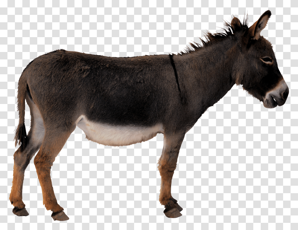 Donkey, Animals, Mammal, Horse Transparent Png