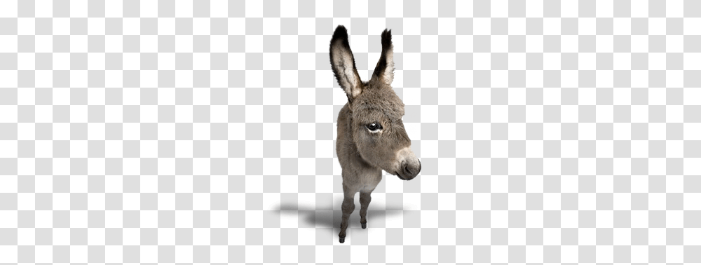 Donkey, Animals, Mammal, Pig Transparent Png