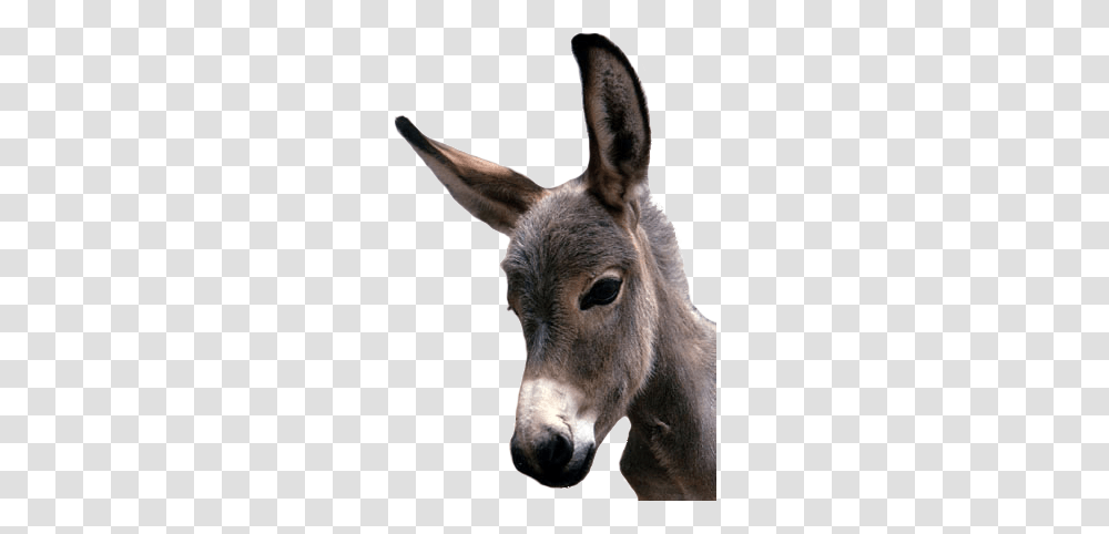 Donkey, Animals, Mammal, Pig Transparent Png