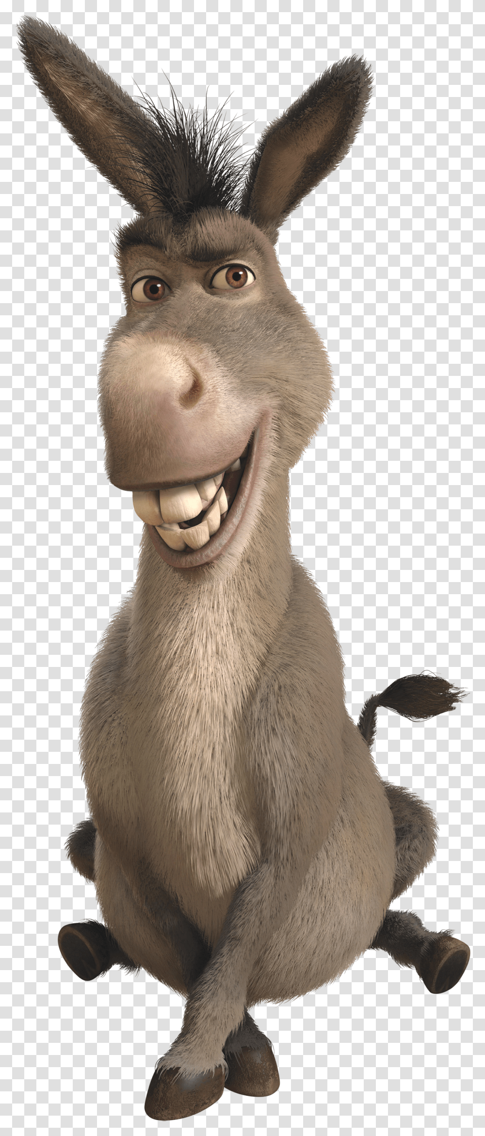 Donkey, Animals, Mammal, Teeth, Mouth Transparent Png