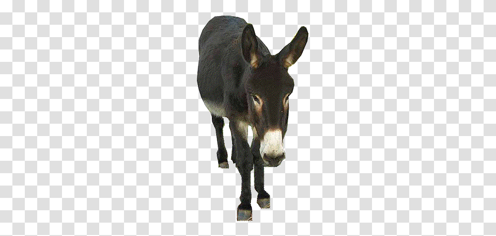 Donkey, Animals, Mammal Transparent Png