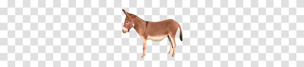 Donkey, Animals, Mammal Transparent Png