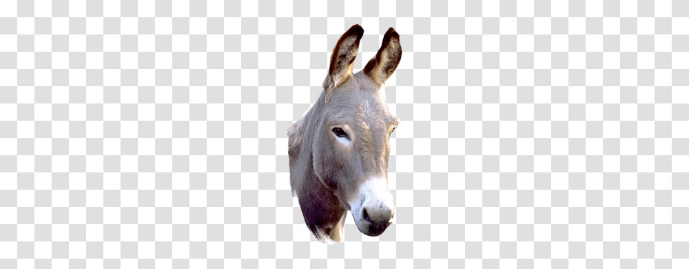 Donkey, Animals, Pig, Mammal Transparent Png